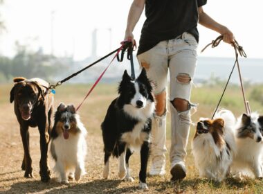 Woman walking dogs on leashes in the countryside.