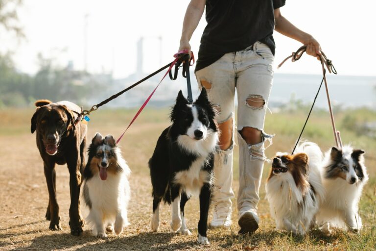 Woman walking dogs on leashes in the countryside.