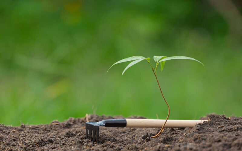 close up picture of the sapling of the plant is growing